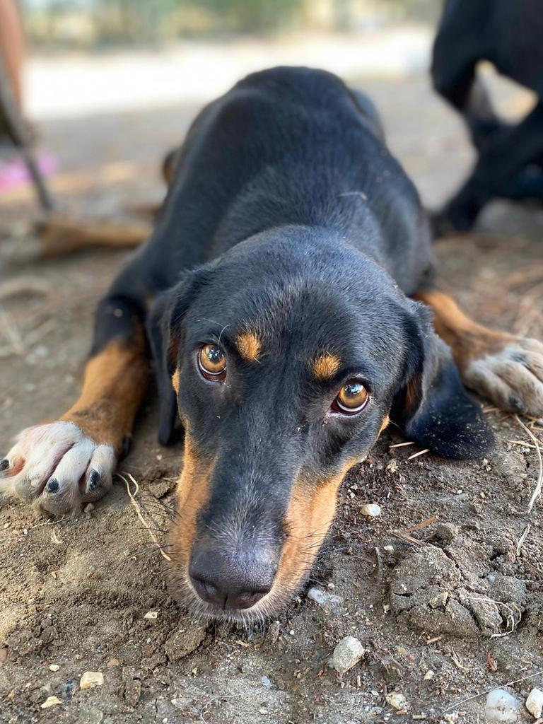 Angels for Animals Rescue Dog