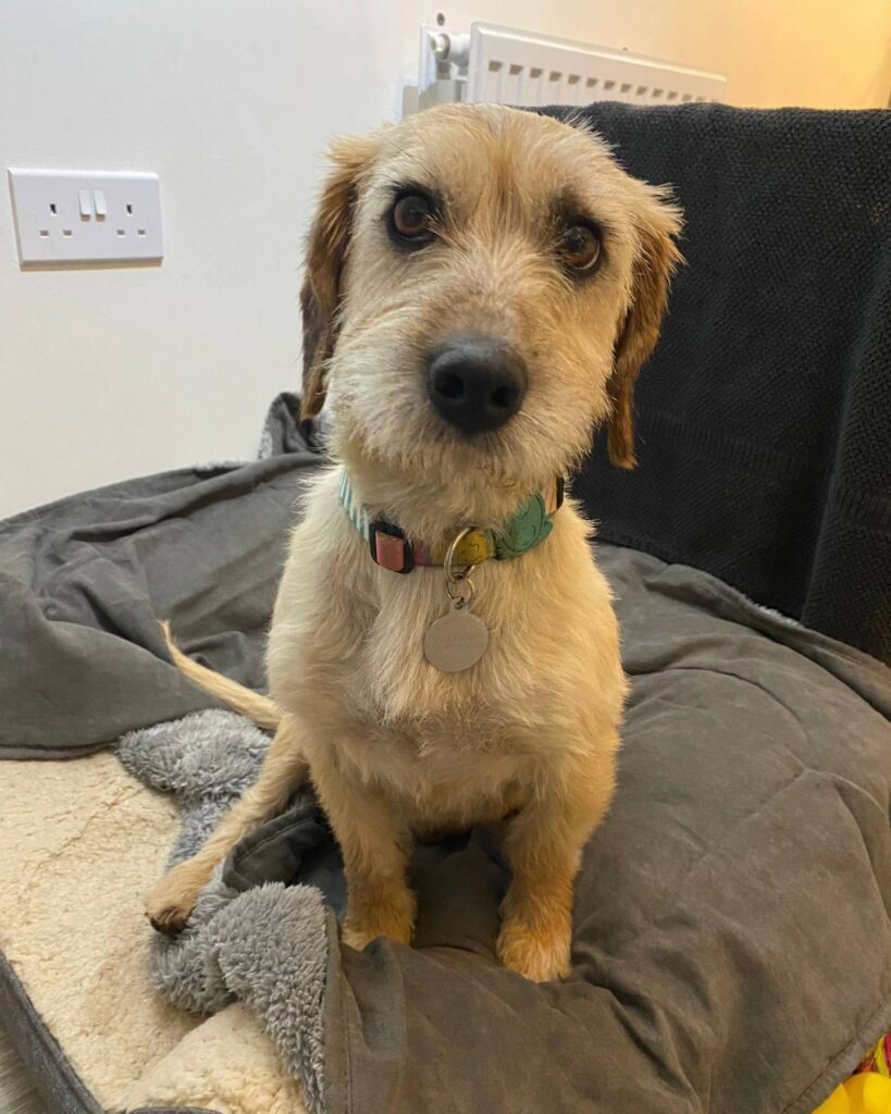 Available for Adoption – Angels For Animals